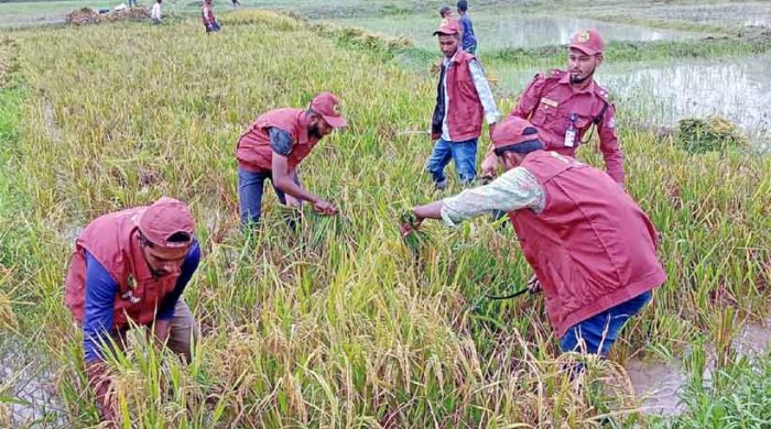 জগন্নাথপুরে দুর্যোগে কৃষকের ভরসা আনসার ভিডিপি