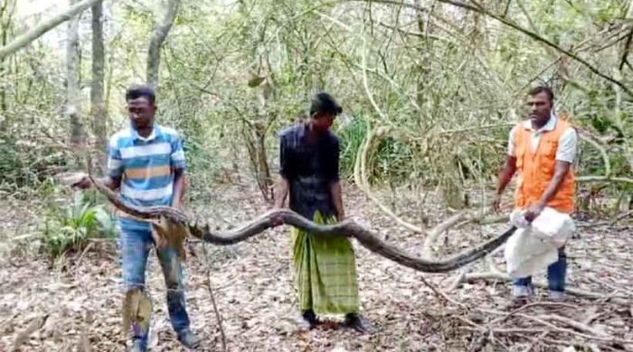 বাগেরহাটে কৃষকের ধানক্ষেতে আতঙ্ক উদ্ধার বিশাল অজগর