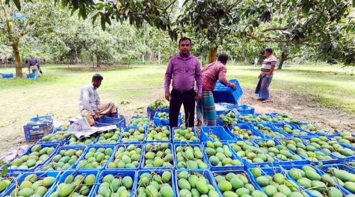 গোপালভোগ দিয়ে শুরু - আসছে হিমসাগর ল্যাংড়া